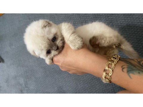 Scottish fold kedimizi sahiplendirme