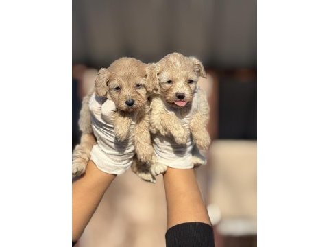 Maltipoo bebeklerimiz