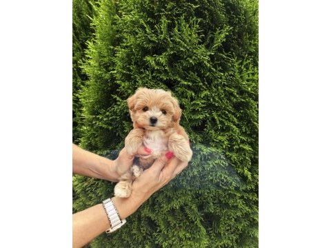 Kore maltipoo teacup
