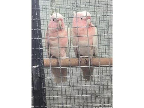 İnka kakadu çift yavru alınmış garantili takım