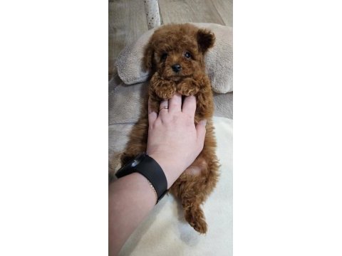 2 aylık toy poodle yavrular