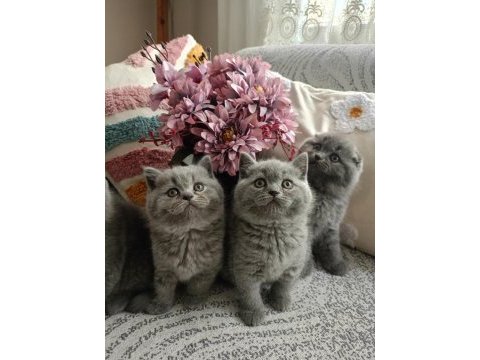 Gri british shorthair ve scottish fold kediler