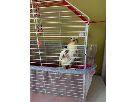 7 aylık sultan papağanı