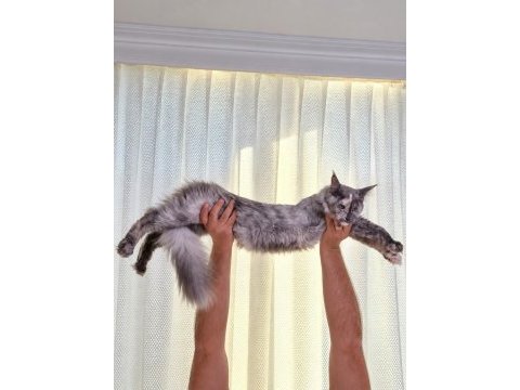 Safkan şecereli dişi maine coon