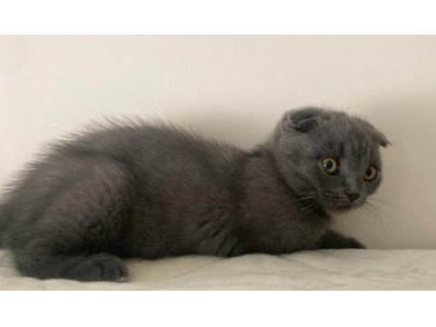 Scottish fold bebiş