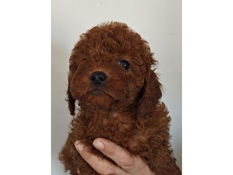 Toy poodle yavrularımız