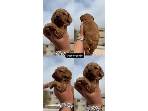 Toy poodle minik köpekler