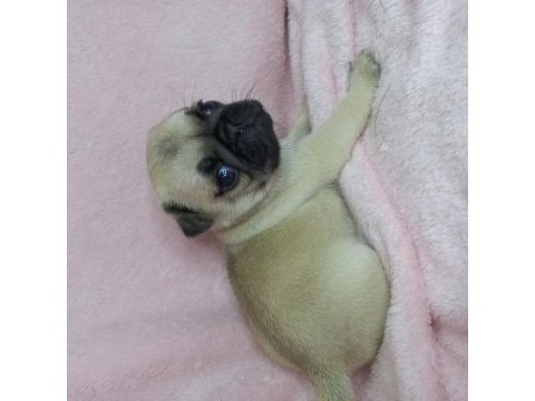 Pug yavruları