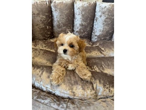 Korean maltipoo köpeğimiz