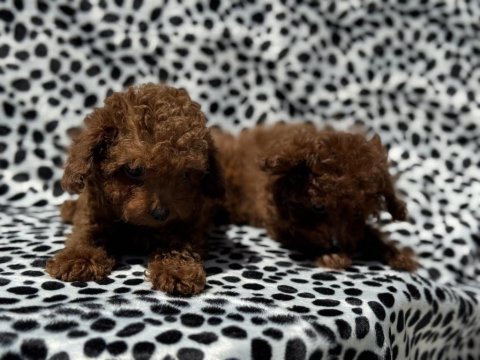 Petmode köpek çiftliğinden tea cup kore poodle