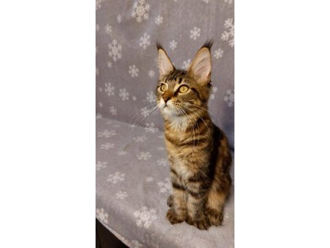 Ful secereli mainecoon unvanlı ebeveynlerden.