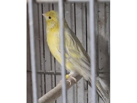 Sarı saten kanarya takımlar