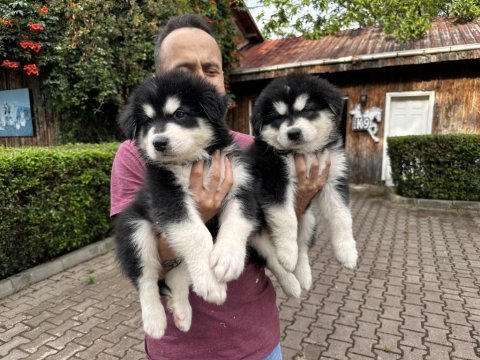 Alaskan malamute yavrularımız