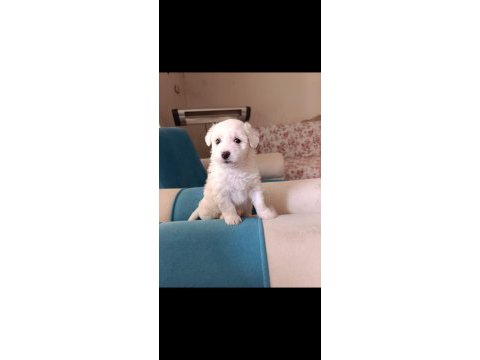 Maltese terrier malta beyaz terrier