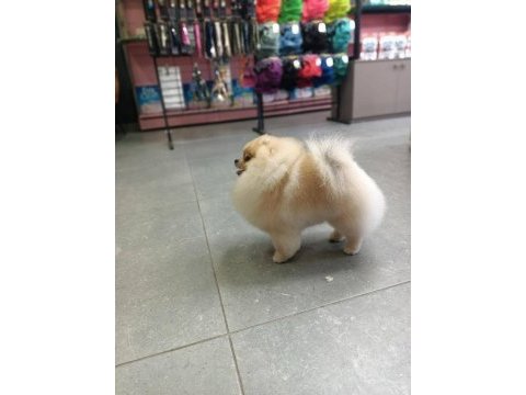 Pomeranian eşleşme ilanıdır