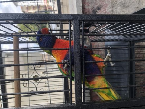 2 yaşında lori papağanı 20 kelime biliyor
