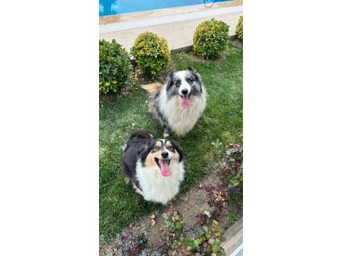 Siyah beyaz ve black and tan border collie yavrular
