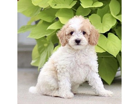 Dunyanın en zeki dizayn ırkı labradoodle f1b