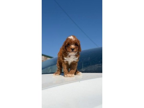 Parti color toy poodle yavrular
