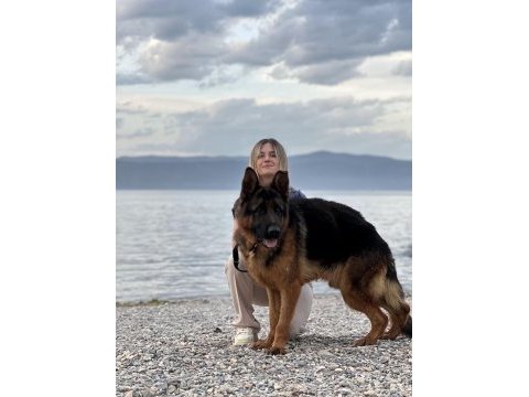 Düşük bel alman kurdu yavruları