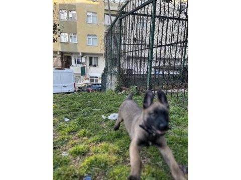 İki aylık belçika malinois erkek