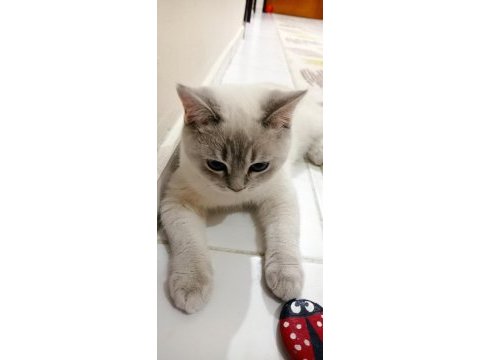 Mavi gözlü british shorthair blue point