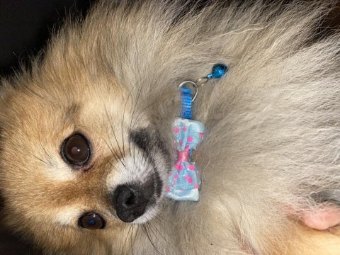 Pomeranian spitz