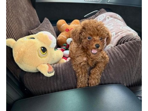 Ruhsatlı köpek çiftliğinden toy poodle yavrularımız 