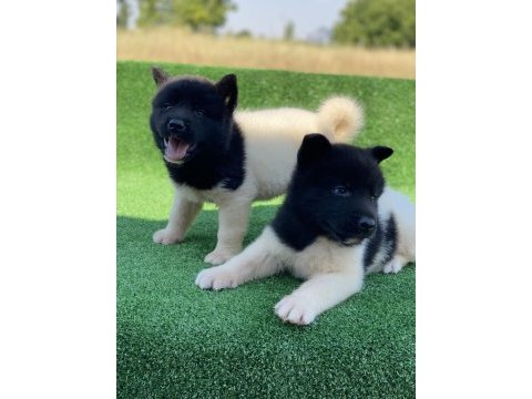 Amerikan akita ınu premıum yavrular