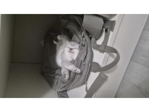 British shorthair safkan 50 günlük