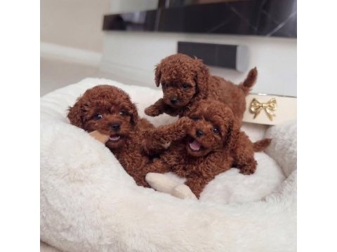 Show kalite yurtdışı girişli kore toy poodle yavrular