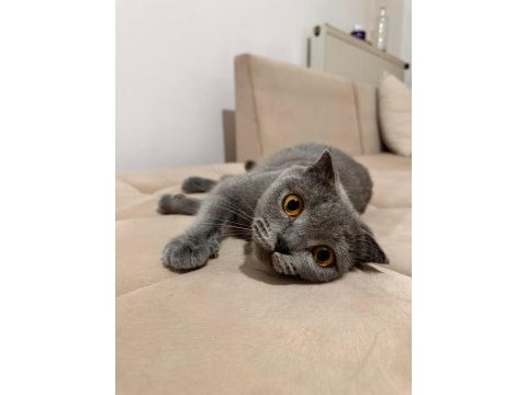 Scottish fold sağlıklı dişi 3 yaşında