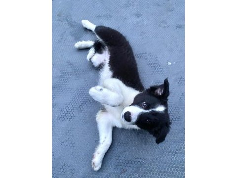 Full eğitimli yavru border collie
