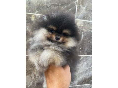 Teacup pomeranian