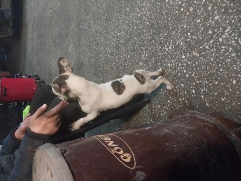 Orijinal kısa kuyruk french bulldog