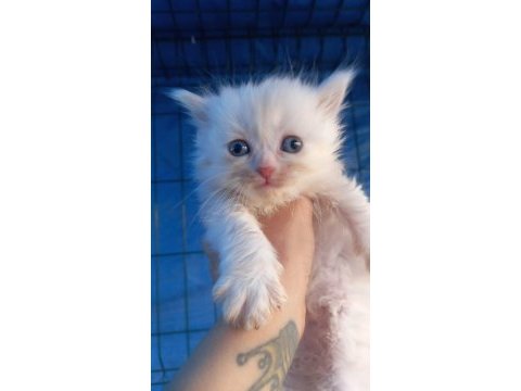 British longhair