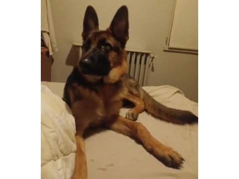 Alman çoban köpeği 5 aylık dişi