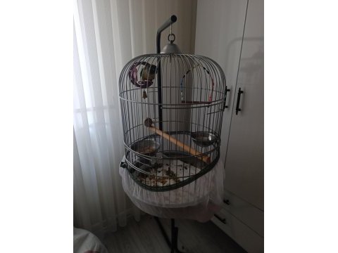 1 yaşında full evcil oyun hamuru green cheek konur