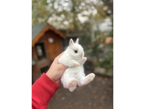 Veterinerde hollanda lop mini lop cüce tavşan yavrular