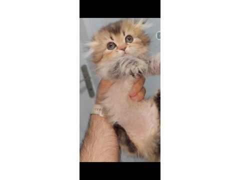 Scottish fold kedisi