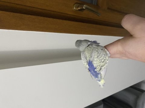 Rezerveye açık muhabbet kuşu