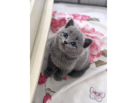 Tombul kedimiz gri british shorthair