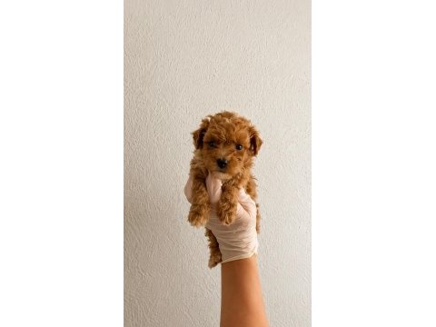 Gerçek garantili orijinal maltipoo
