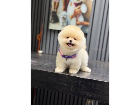 Sağlık ve ırk garantili pomeranian köpeği
