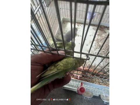 Alıştırmalık yavru muhabbet