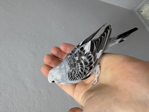 Renk güzeli yavru muhabbet kuşlar