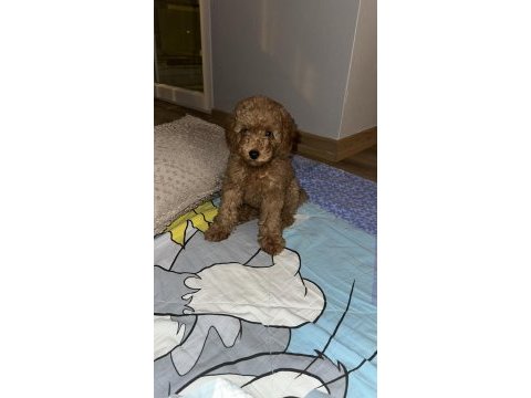 Toy poodle köpeği