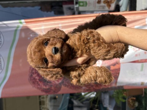 Toy poodle prenses