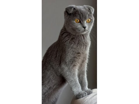 Scottish fold dişi
