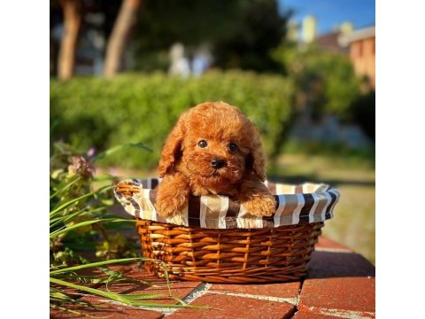 Toy poodle yavrular aynı gün gönderim kapıda ödeme
